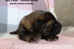 elvis5