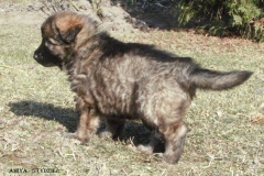 Amiya5