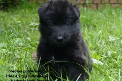 Frida1
